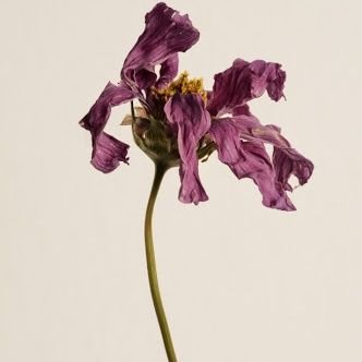 losernqueen's profile picture. rant acct