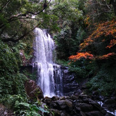 mytawei's profile picture. 