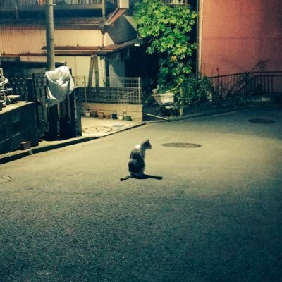 NyantoroSeijin's profile picture. 適当に色んなゲームを遊んでます(｀･ω･´)ゞ