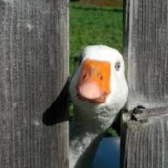 Goosehonkings Profile Picture