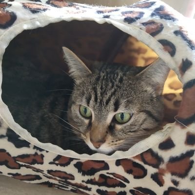 emiliefresnes's profile picture. 