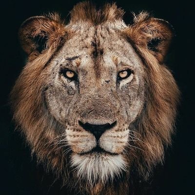andresmatus's profile picture. Astronauta de letras, navegante de historias. Corazón de León Santafereño. Me rio y deliro en fiesta, veo arder al mundo, hay un futuro cerca para escribir FIN