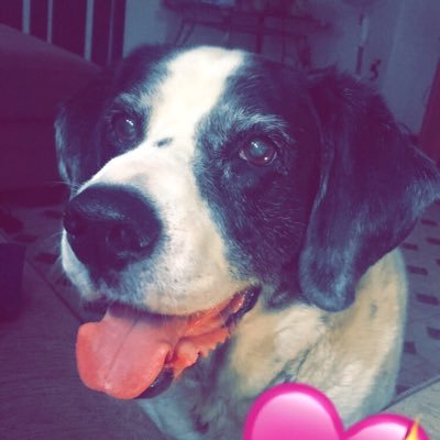 reptilerants03's profile picture. I am truly Greg