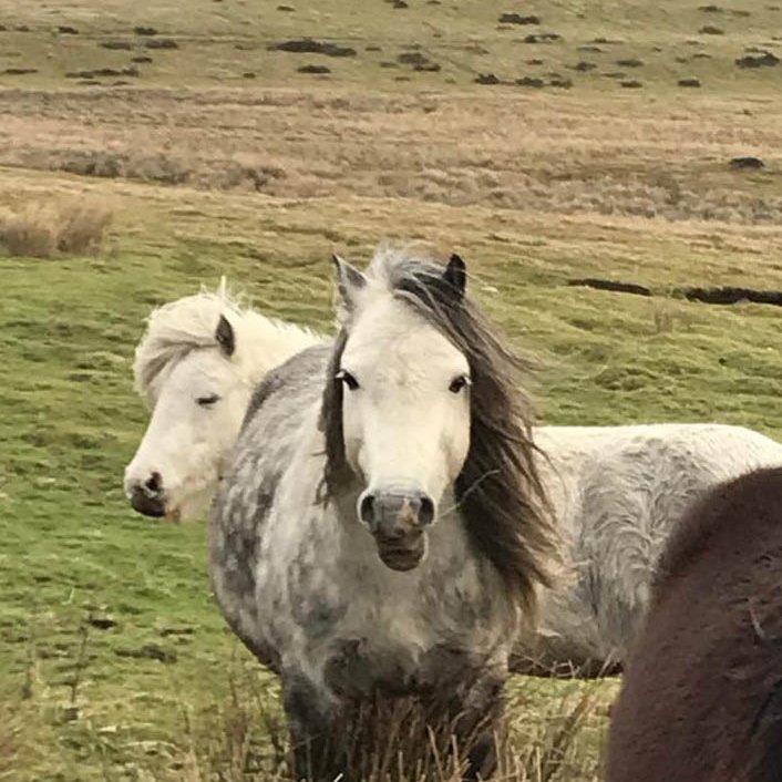 We are a small no for profit organisation we raise funds to feed wild ponies on Gelligaer Common in South Wales. We are solely run on good will from volunteers.