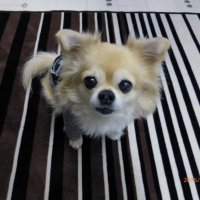 たっちゃん🍎 (@pb7q8wvuwchybbm) 's Twitter Profile Photo たっちゃん🍎 (@pb7q8wvuwchybbm) 's Twitter Profile Photo