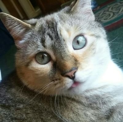 Scrller25's profile picture. Married,  mother of a #Vet and a Cancer Angel