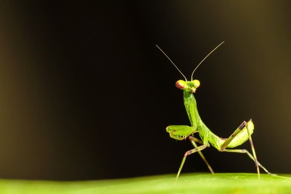 Dando a conocer el increible mundo de los insectos