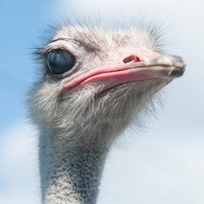 美里オーストリッチ ダチョウ牧場 Misato Ostrich Twitter