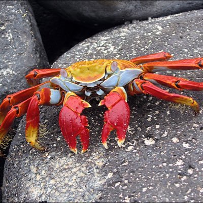 “the crab of reason ?”     thanks Colbert !!