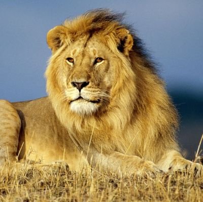 Lion_Is_King Profile Picture