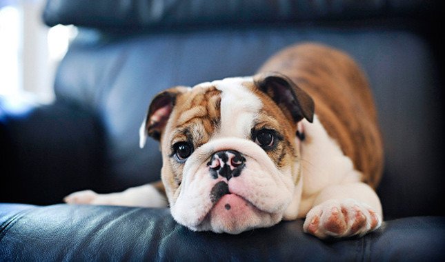 We are English Bulldog owners who noticed a lack of affordable, quality products that show our love and pride in our family members.