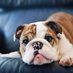 Bulldog Fashion (@bulldog_fashion) Twitter profile photo Bulldog Fashion (@bulldog_fashion) Twitter profile photo