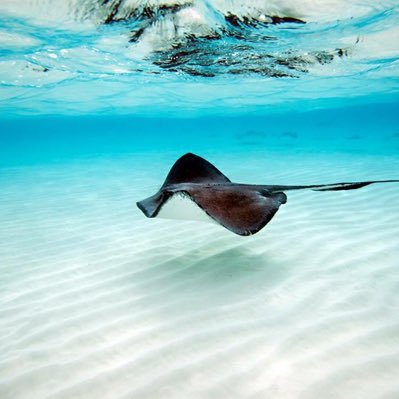 Breathe in, breathe out, move on. ~Jimmy Buffett. Lifetime ParrotHead. Defender of the thin blue line.