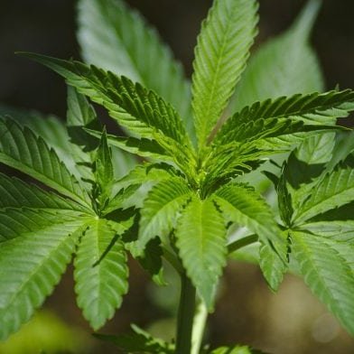 Cannabis Europe News and Info