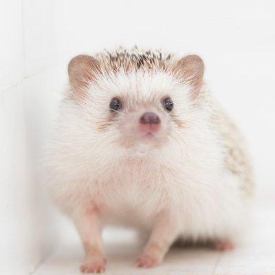 可愛い動物大集合 Matsupaku113 Twitter
