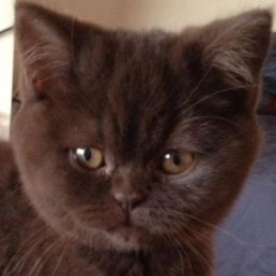 Doombarlover's profile picture. Gashead, Bristol Cashead and lover of DoomBar