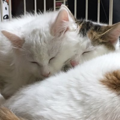 Nekosa Yakucg さすが青唐辛子 虫も寄せ付けないという ハーブでもバジルとかは虫に弱いですが ローズマリーとか 多年草のものは結構強い気がします でもローズマリーを何に使うのか 育てた次は料理ですね Nekosa Yakucg さすが青唐辛子 虫も寄せ付けないという ハーブでもバジルとかは虫に弱いですが ローズマリーとか 多年草のものは結構強い気がします でもローズマリーを何に使うのか 育てた次は料理ですね