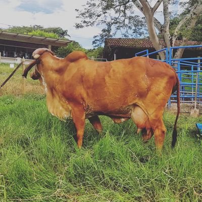 CanaGanaderia's profile picture. Ganaderia Caña Dulce
instagram @ganaderiacanadulce