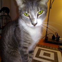 javaspresso (@javaspresso) 's Twitter Profile