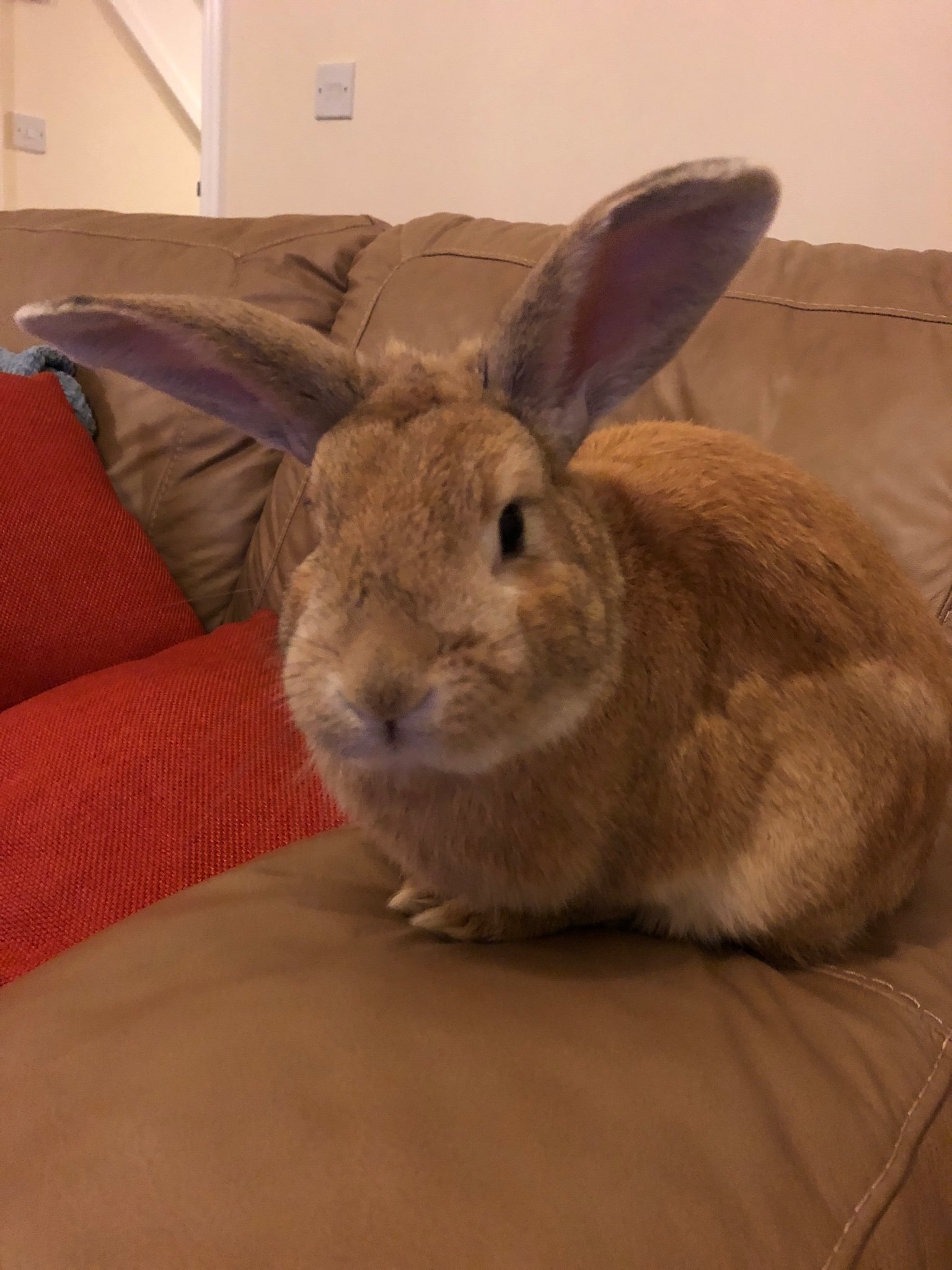 BasilBunny2's profile picture. Fan of carrots. And certain farm based soaps