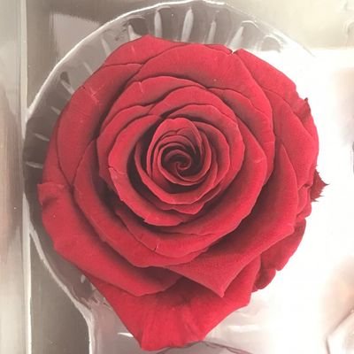 x5olOgIWmlVjabs's profile picture. 