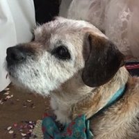 Ted aka Teduardo 2005-2019 🌈(@TedTerrier) 's Twitter Profile Photo