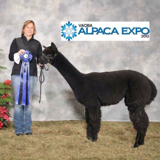 Owner of Double 8 Alpaca Ranch in Lovettsville, Va. Former GT Teacher in LCPS. Volunteer 4-H alpaca club leader, Fiber artist.