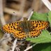 Cornwall Butterfly Conservation (@Cornwall_BC) Twitter profile photo