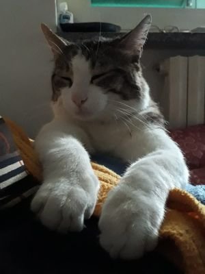 GobberRoberto's profile picture. 