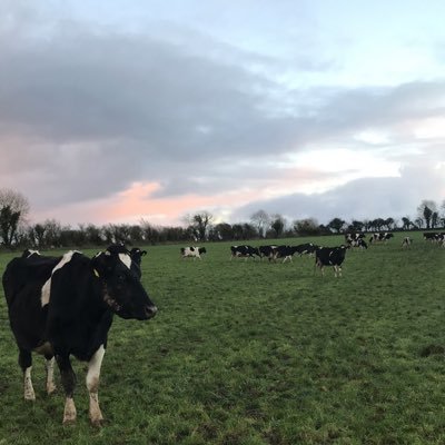 Saoirse16083423's profile picture. 