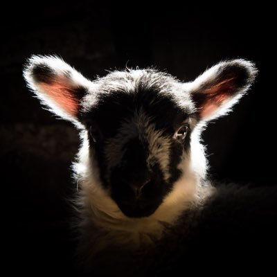 Author & Photographer of Forty Farms. Lakeland Book of the Year ‘23 | British Life Photographer of the Year | Mum, Farmer | Fotospeed Ambassador