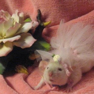 Cute pics of rats 🐁 send us your rat pics ✨ unless stated otherwise we do not own the content we post
