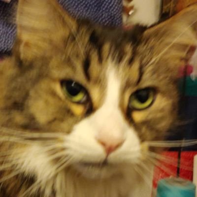 StrategyNCents's profile picture.