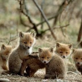 i love animals.Volunteered at St Johns Ambulace.😊i like making friends and i will be happy if you follow me back.i'll folllow back.ty
i like helping people😊❤