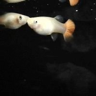 i ❤ #guppy pics, video and gifs