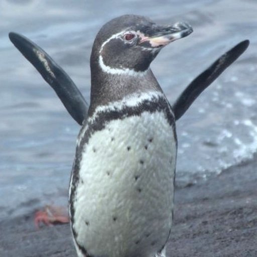 Just a regular penguin nothing to see here. I’m making it by the grace of God.