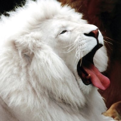 adrian_chocano's profile picture. 