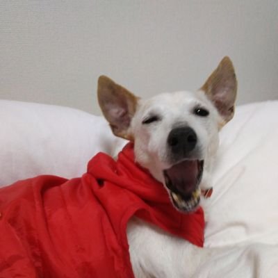 プルン うちのジャムちゃんそっくり ジャックラッセルテリア