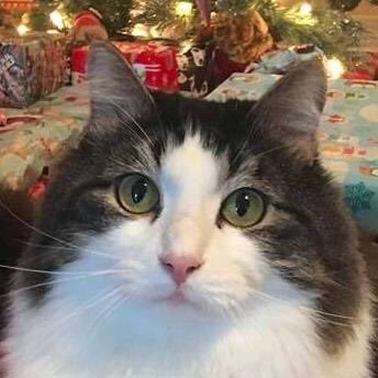 anakintwolegs's profile picture. Miracle Cat Anakin. Ani is a two legged cat, born without a pelvis or back legs but that doesn't stop him. He is full of love & life! https://t.co/sj6rmn3ww1