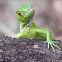 loungelizard (@loungelizard9) 's Twitter Profile