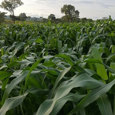 Jenaldho's profile picture. 