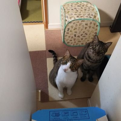シナモン Cinnamon9199 Twitter