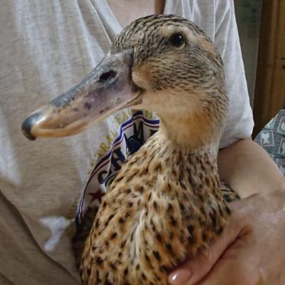 ganmo_kamo's profile picture. 