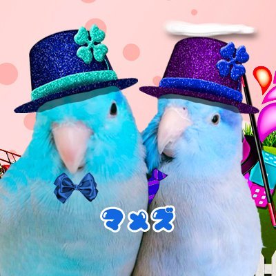 マメルリハブルーの「浅葱(あさぎ)」とコバルトの「露草(つゆくさ)」と桜文鳥の「くるみ」の飼い主です💕😳💕毎日可愛すぎる鳥さん達に癒やされてます😍💕ほぼインコですが、日常もつぶやきます✨フォロー大歓迎🎶ビジネス系とパクツイはブロックします😥