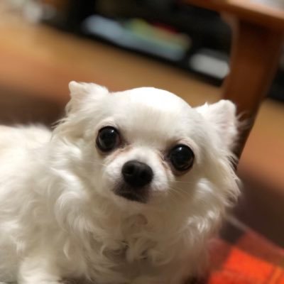 shunSYMAGIC's profile picture. 雨宮天と、2BROと、モンストと、阪神タイガースと、菅井友香と、モンハンで出来ている。これ以上の言葉は必要ない。