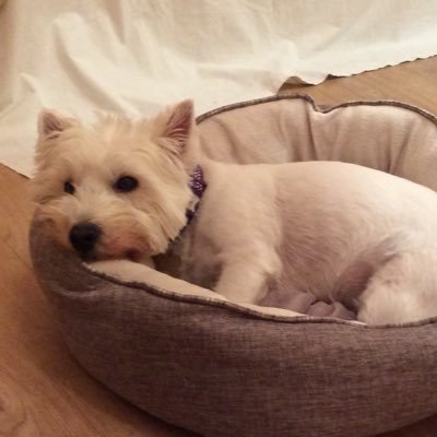 Just a gorgeous West Highland Terrier going about their daily life, looking for treats, lots of sleep and the occasional walk! 🐾🐾