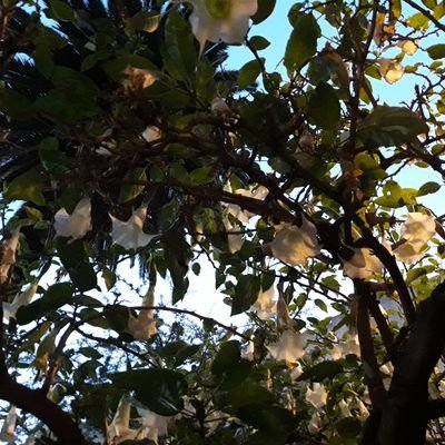 DiegoAcuaGmez's profile picture. ANTIFASCISTA