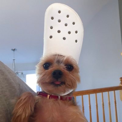 Dogs With Crocs (@DogsCrocs) | Twitter