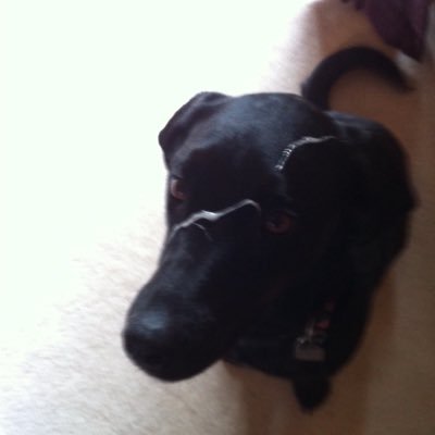 samuhole's profile picture. extreme hater and fucken Troll from “O Block”