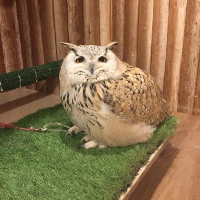 ふくろうの家族 神戸元町フクロウカフェ Kobefukurou Twitter